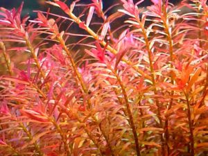 Ротала H'ra (меристемное растение),d 6,5 см